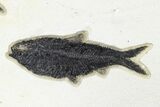 Fossil Fish (Knightia) Plate - Green River Formation #179301-2